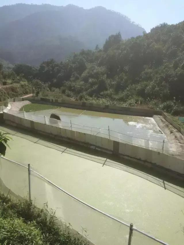 德庆鳄鱼龟,30万在深山养鳄鱼龟