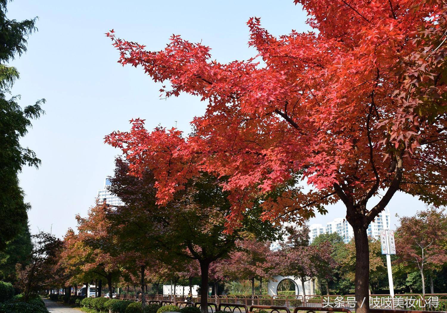 淡颜系秋冬口红推荐色,温柔又显低调的枫叶口红推荐