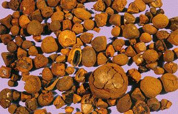 牛黄药材有哪些,中药的蝉蜕治什么病