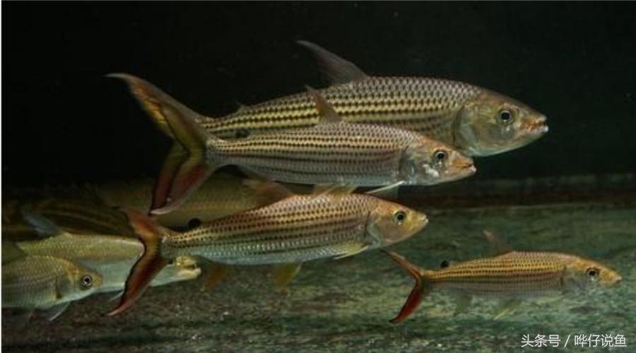 小心被它咬到手!盘点那些变成鱼缸宠物的凶猛河怪(第二季)