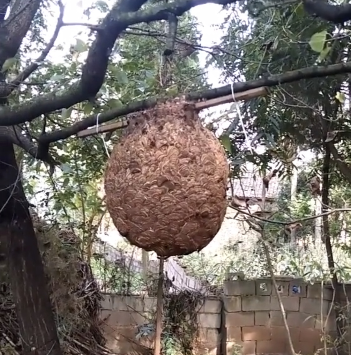 挖虎头蜂出意外,小伙上山采药在山洞里遇到人参