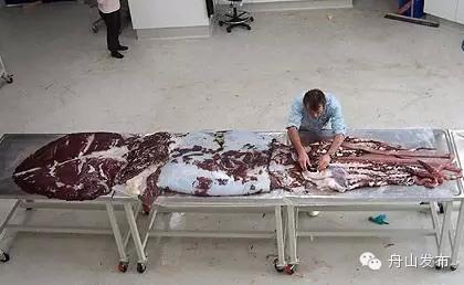 一张图鱿鱼章鱼八爪鱼墨鱼的区别,章鱼鱿鱼墨鱼小知识