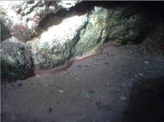 海缸好玩的小生物,海缸稀奇生物