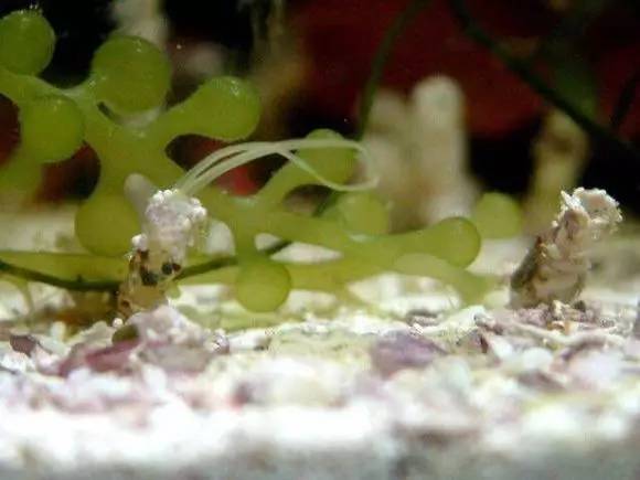 海缸好玩的小生物,海缸稀奇生物