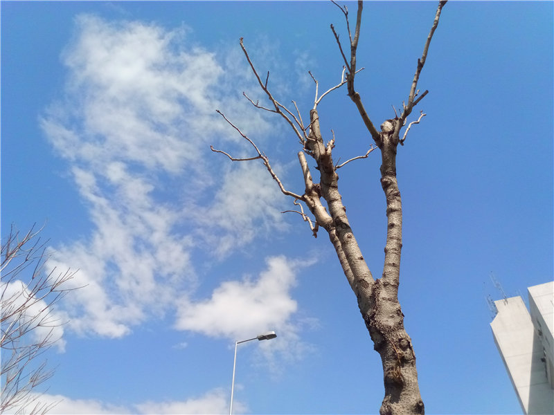 金立翻盖天鉴w909,金立天鉴w909是老人机吗