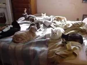 传说中的发情期到了!让猫咪释放欲望还是绝育?