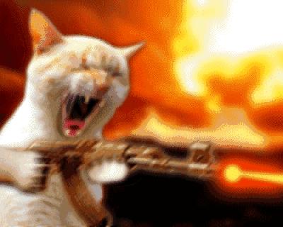 传说中的发情期到了!让猫咪释放欲望还是绝育?