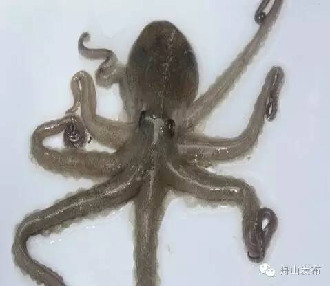 一张图鱿鱼章鱼八爪鱼墨鱼的区别,章鱼鱿鱼墨鱼小知识