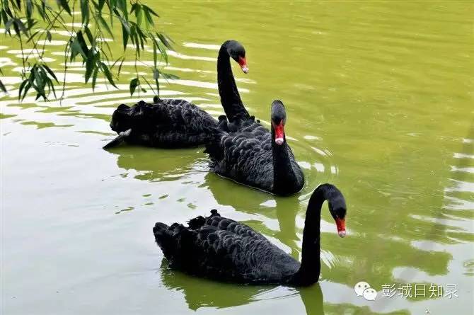 这个徐州文艺青年变身“特禽”养殖专家，养了1万多只特禽