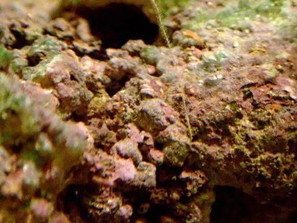 海缸好玩的小生物,海缸稀奇生物