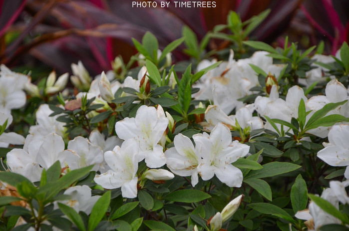 游玩增城新塘,游玩增城