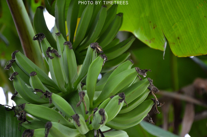 游玩增城新塘,游玩增城