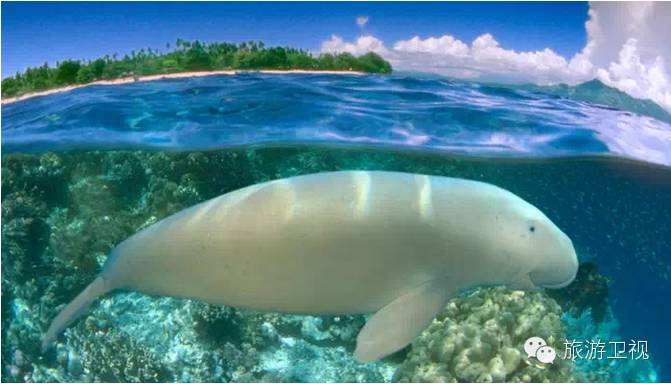 帕劳恢复免签2017,帕劳对中国人免签不