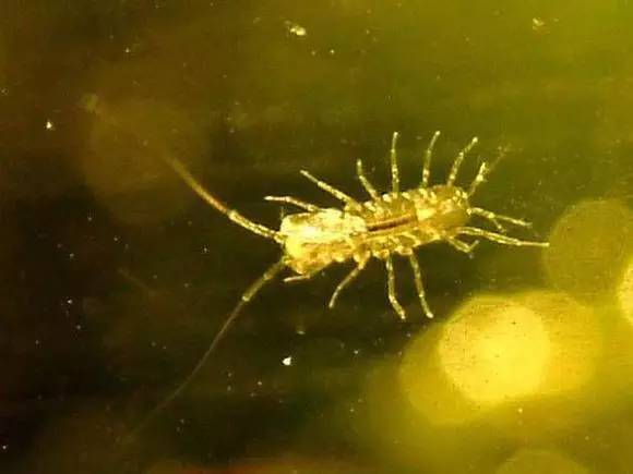 海缸好玩的小生物,海缸稀奇生物