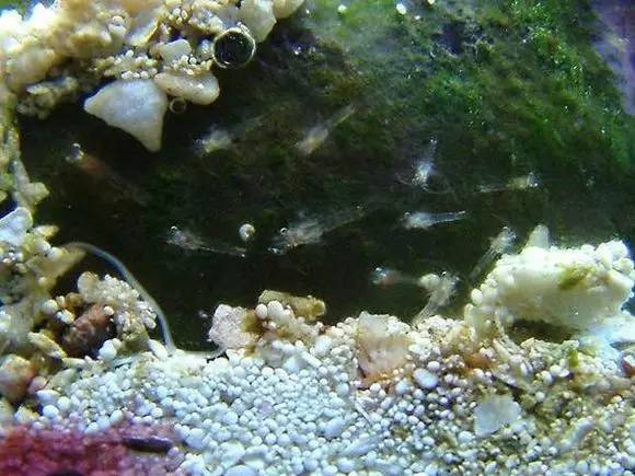 海缸好玩的小生物,海缸稀奇生物