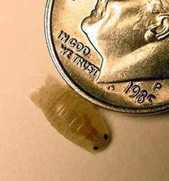 海缸好玩的小生物,海缸稀奇生物