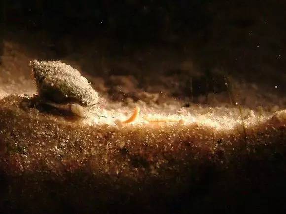 海缸好玩的小生物,海缸稀奇生物