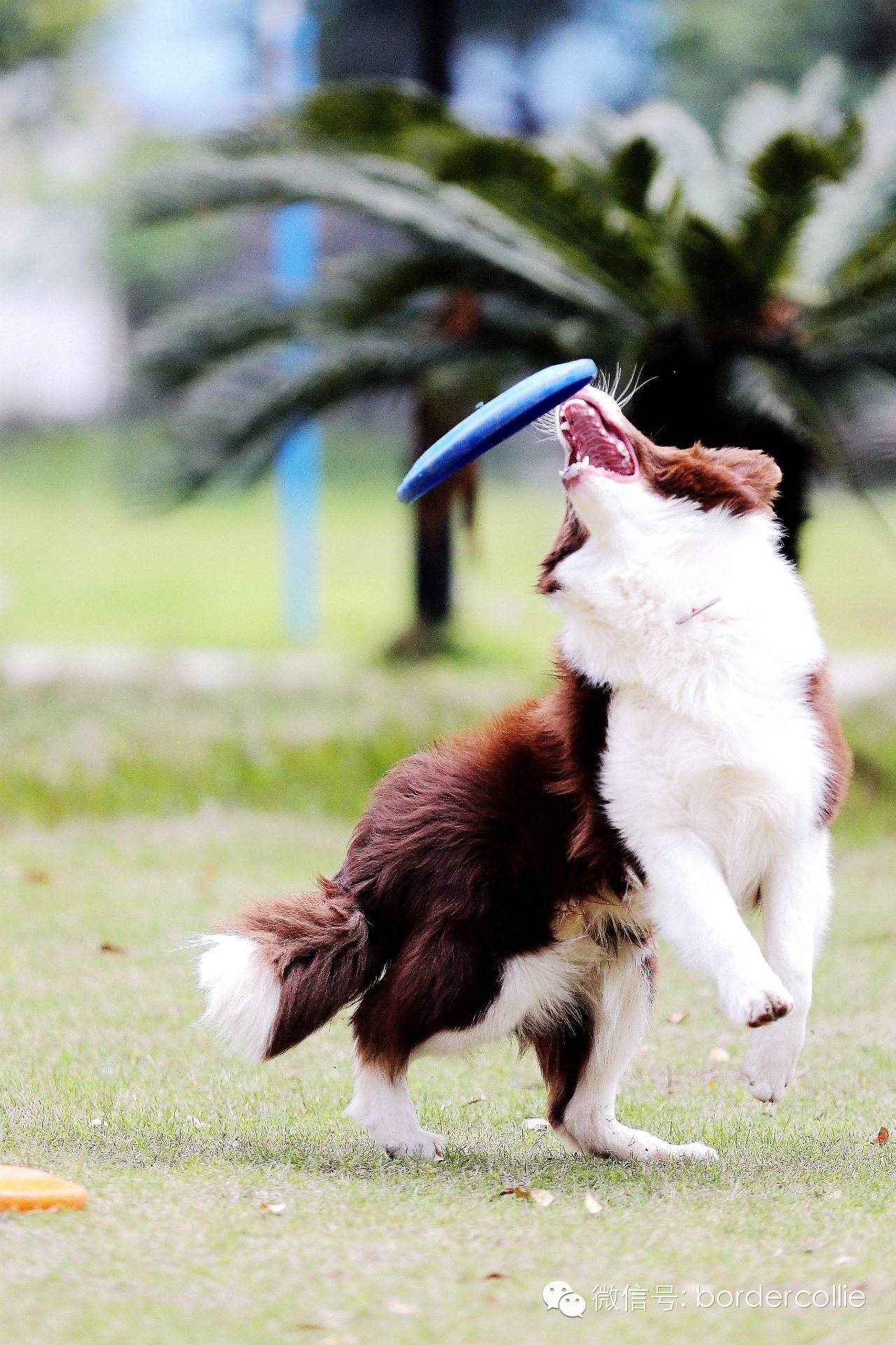 飞盘狗摄影,飞盘狗拍摄