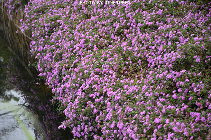 游玩增城新塘,游玩增城