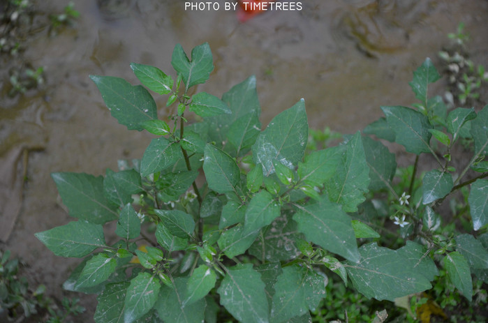 游玩增城新塘,游玩增城