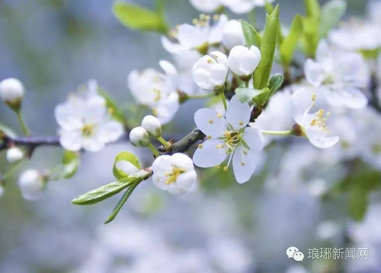 临沂人旅游攻略,临沂人清明去哪玩