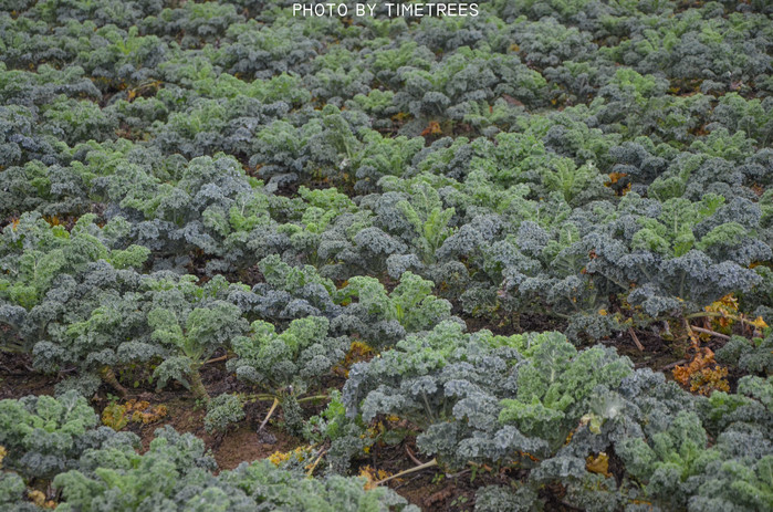 游玩增城新塘,游玩增城