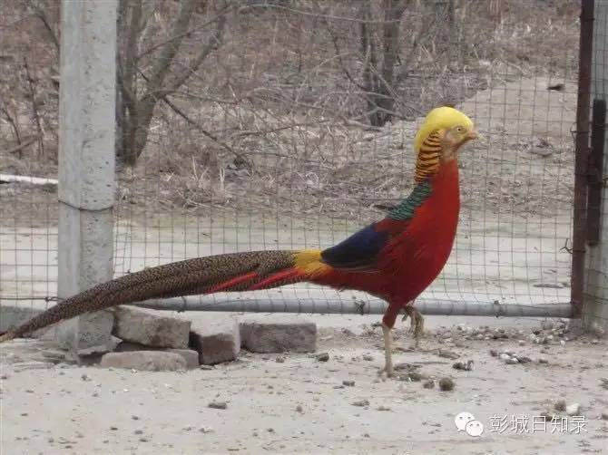 这个徐州文艺青年变身“特禽”养殖专家，养了1万多只特禽