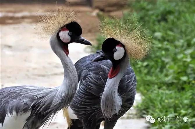 这个徐州文艺青年变身“特禽”养殖专家，养了1万多只特禽