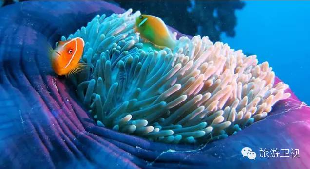 帕劳恢复免签2017,帕劳对中国人免签不