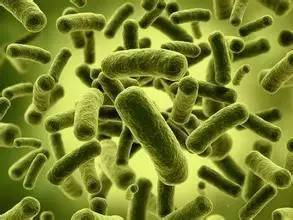 盘点肠道菌群VS大健康近期研究概况