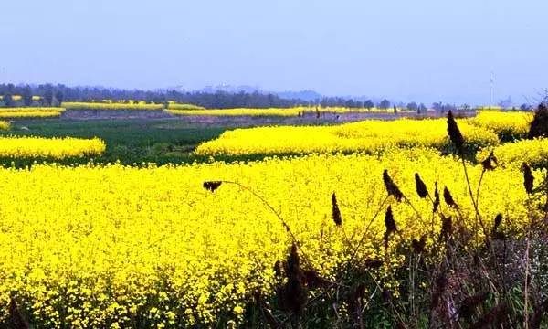 国务院批复合肥的定位,国家为什么要发展合肥