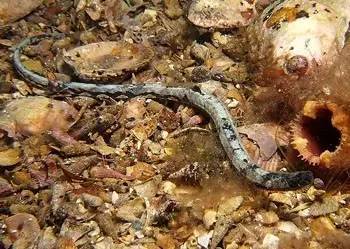 中药海龙图鉴,海龙科图片