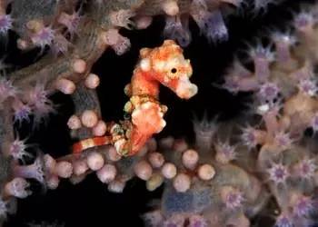 中药海龙图鉴,海龙科图片