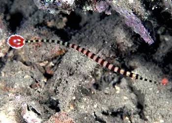 中药海龙图鉴,海龙科图片