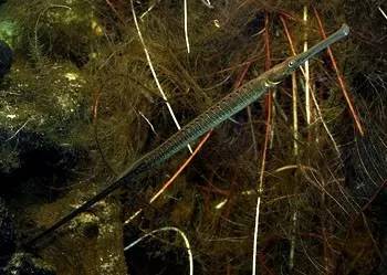 中药海龙图鉴,海龙科图片