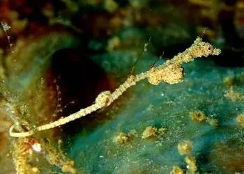 中药海龙图鉴,海龙科图片