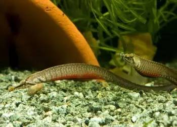 中药海龙图鉴,海龙科图片