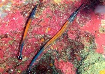 中药海龙图鉴,海龙科图片