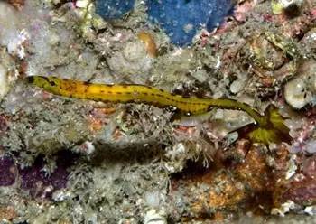 中药海龙图鉴,海龙科图片