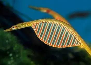 中药海龙图鉴,海龙科图片