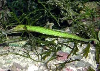 中药海龙图鉴,海龙科图片