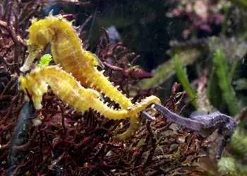 中药海龙图鉴,海龙科图片