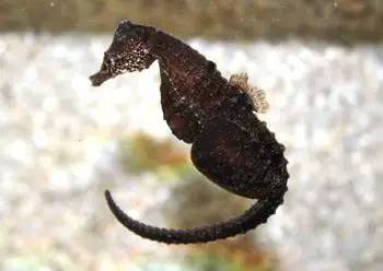 中药海龙图鉴,海龙科图片