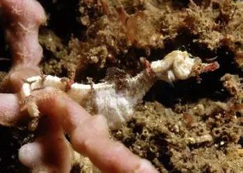 中药海龙图鉴,海龙科图片