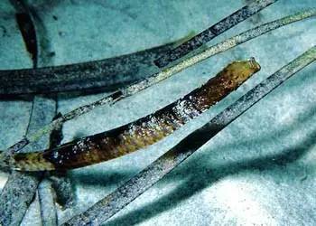 中药海龙图鉴,海龙科图片