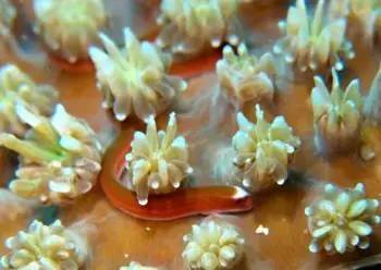 中药海龙图鉴,海龙科图片