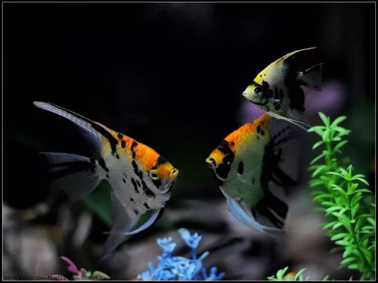 燕子水霉病咋治,燕子点水走法