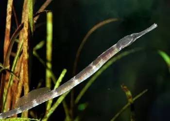 中药海龙图鉴,海龙科图片