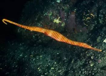 中药海龙图鉴,海龙科图片