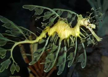 中药海龙图鉴,海龙科图片